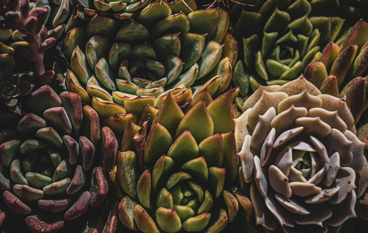 Evergreen Growers Nursery