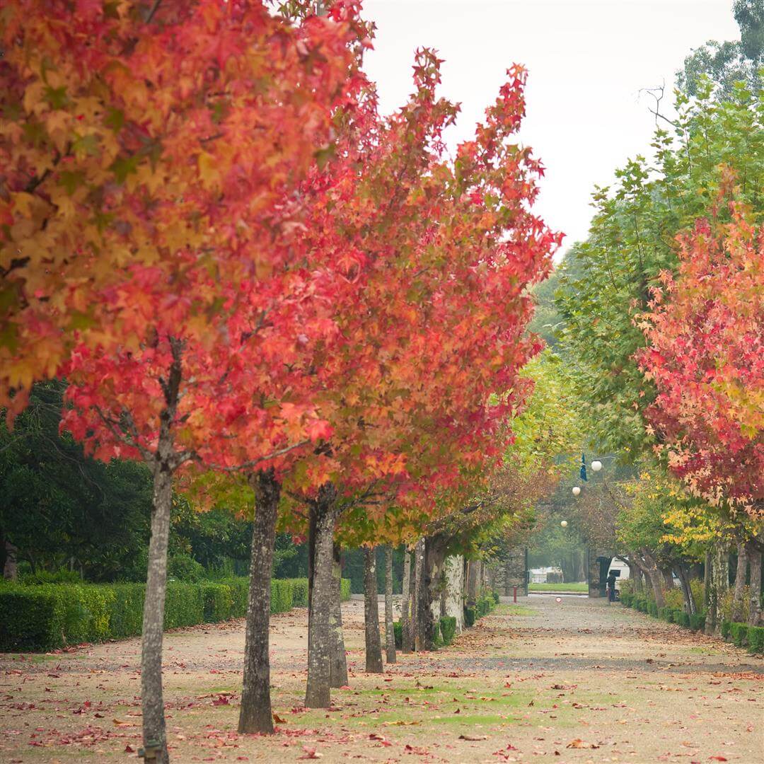 Why Autumn is the Best Time to Plant