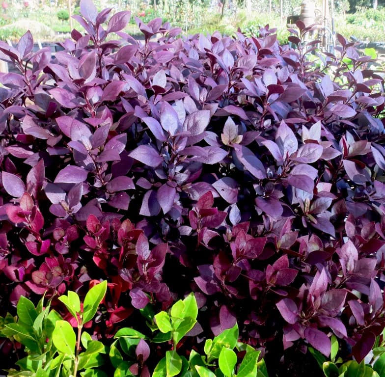 Ground Covers for Erosion Control on Slopes