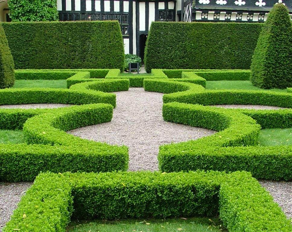 The 10 Best Hedging Plants for Sydney Gardens